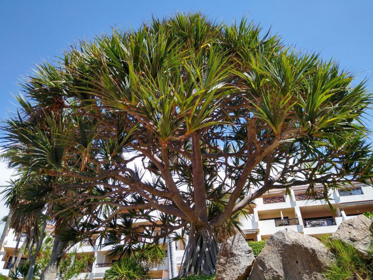 Forest Flat - Big Heated Pool, Terrace, Tv Channels, Golf Courses سان ميغيل ذي أبونا المظهر الخارجي الصورة